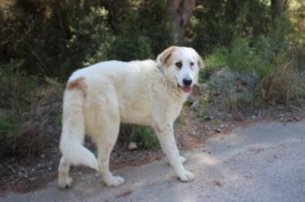 Weisser Riese in Rheinland Pfalz