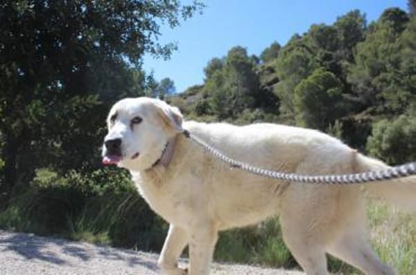 Weisser Riese in Rheinland Pfalz