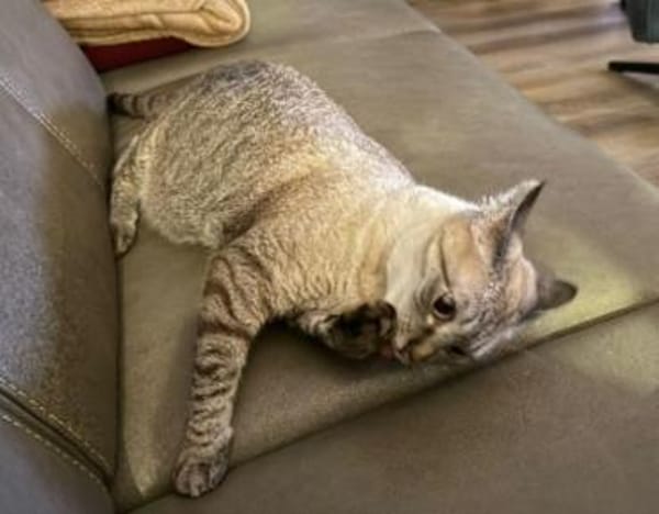 super anhängliche Xena, bei Aachen