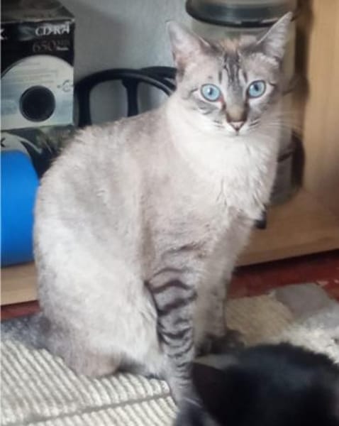 super anhängliche Xena, bei Aachen