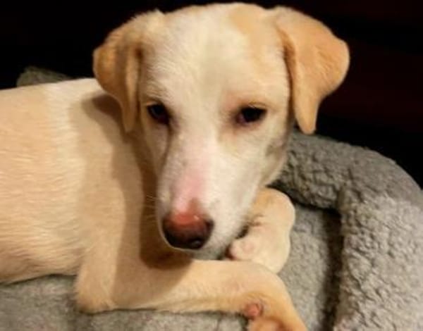 Eliza - ein ganz besonderer Engel