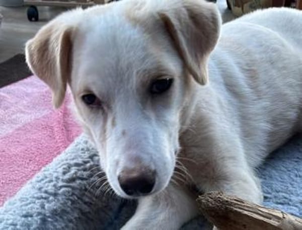 Eliza - ein ganz besonderer Engel