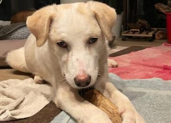 Eliza - ein ganz besonderer Engel