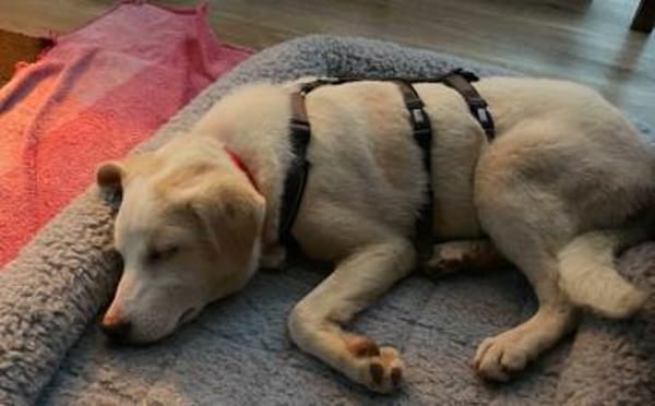 Eliza - ein ganz besonderer Engel