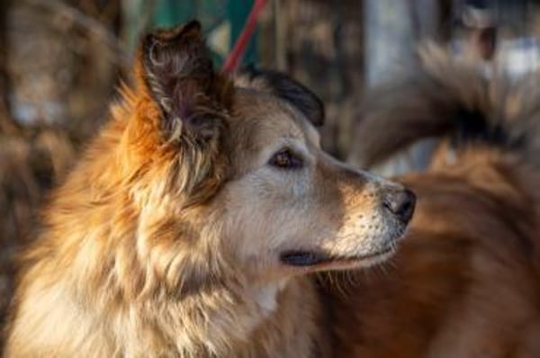 MAX - freundlich, loyal, wunderschön