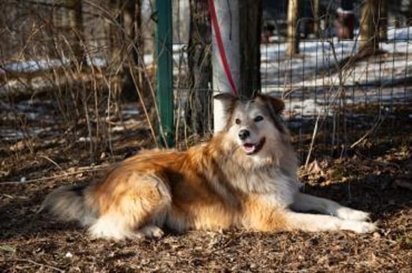 MAX - freundlich, loyal, wunderschön
