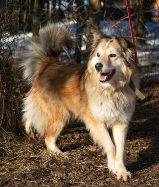 MAX - freundlich, loyal, wunderschön