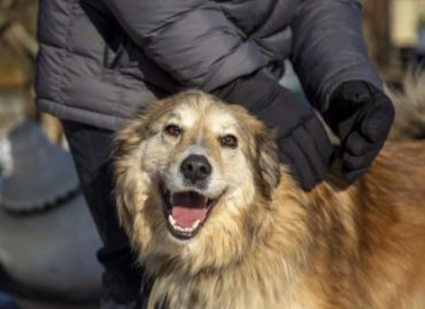 MAX - freundlich, loyal, wunderschön