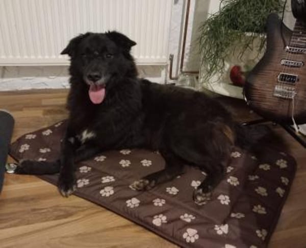 Emma - bei 29378 Wittingen