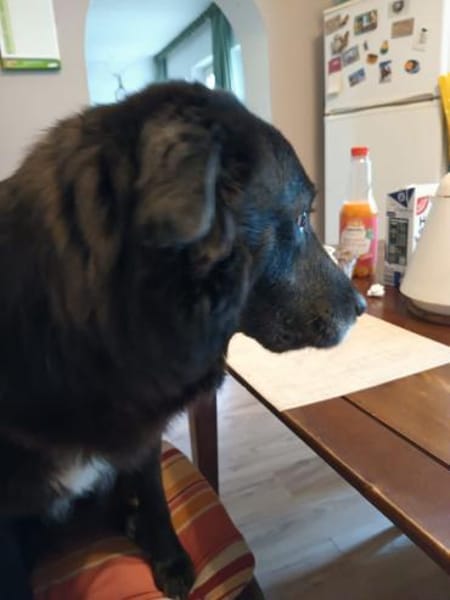 Emma - bei 29378 Wittingen