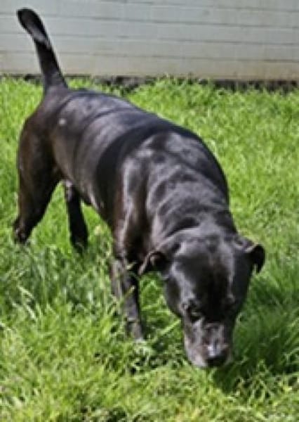 Odin, besonderer Hund!