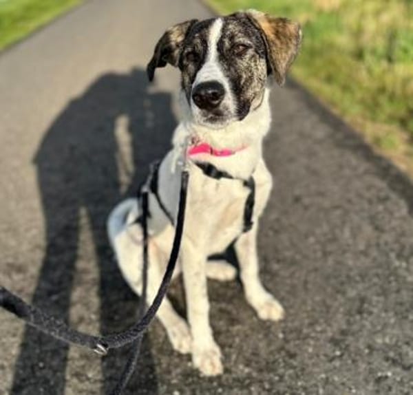 London - Katzenfreundin wartet in 41812