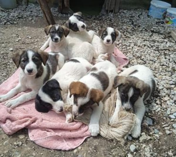 London - Katzenfreundin wartet in 41812