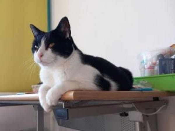 Cielo - der anghängliche Freigeist