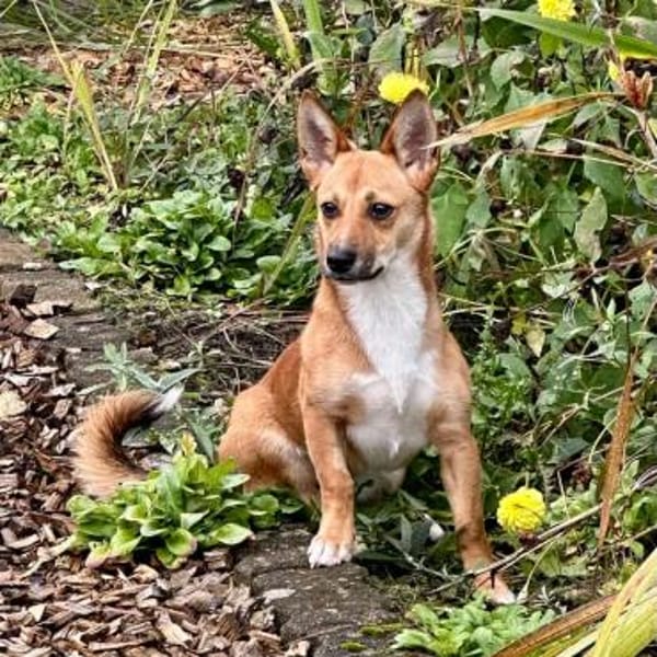 Fiona - großes Herz auf Familiensuche