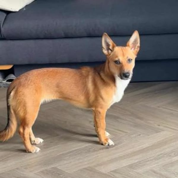 Fiona - großes Herz auf Familiensuche