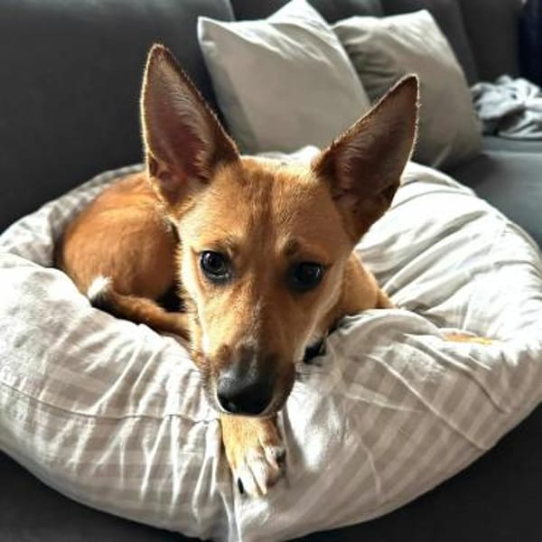 Fiona - großes Herz auf Familiensuche