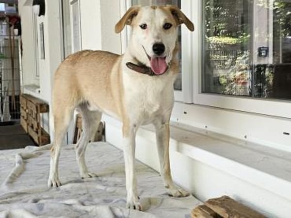 Fabio wartet im Tierheim Sulzbach