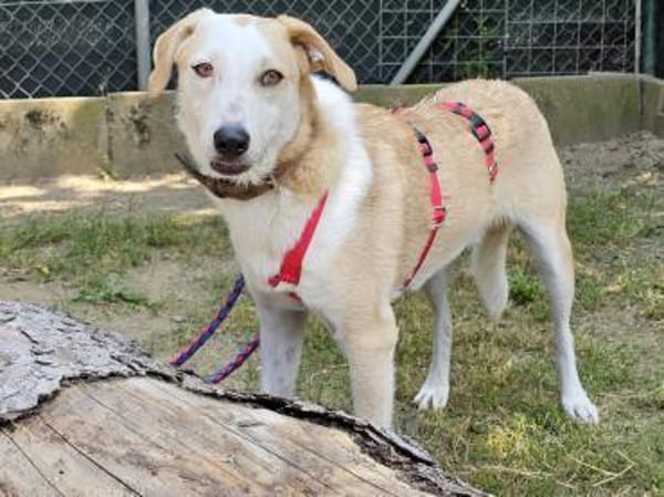 Fabio wartet im Tierheim Sulzbach