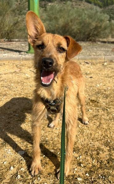 DUENDE❤sanft, fröhlich und voller Liebe