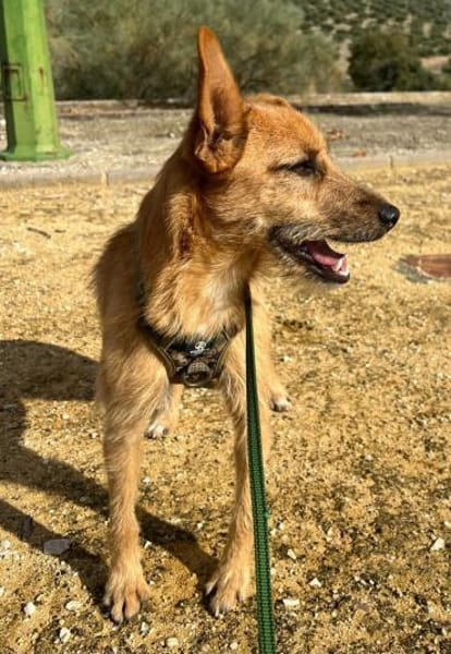 DUENDE❤sanft, fröhlich und voller Liebe