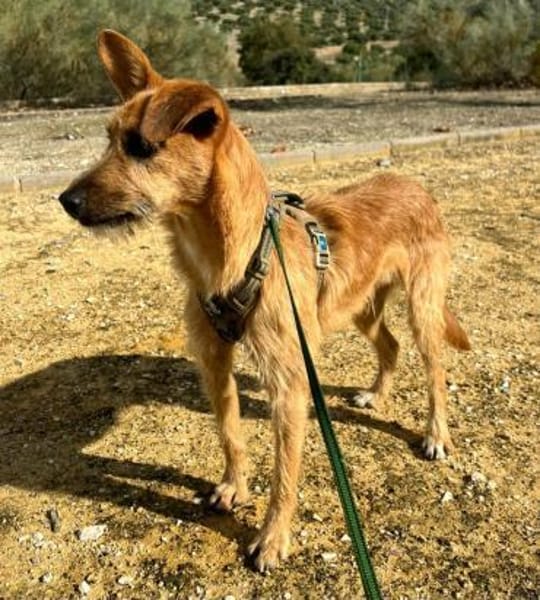 DUENDE❤sanft, fröhlich und voller Liebe