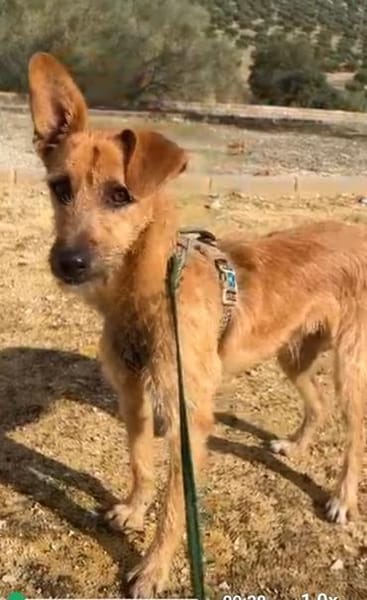 DUENDE❤sanft, fröhlich und voller Liebe