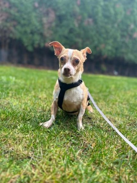 Candy auf Pflegestelle in 85134 Stammham