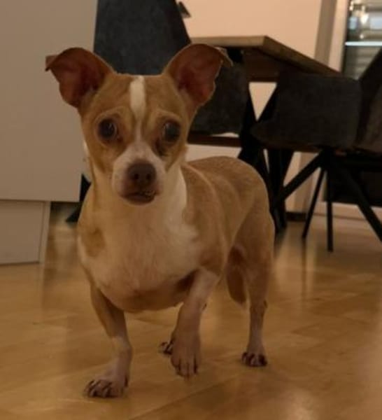 Candy auf Pflegestelle in 85134 Stammham