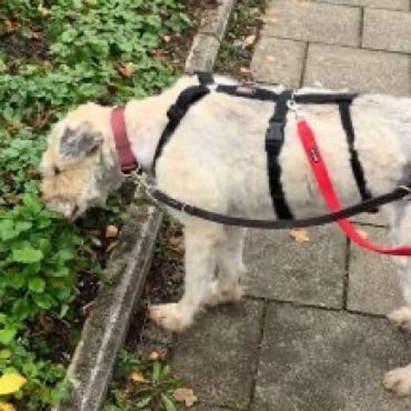 Maja, wie eine große Schneeflocke 🐾