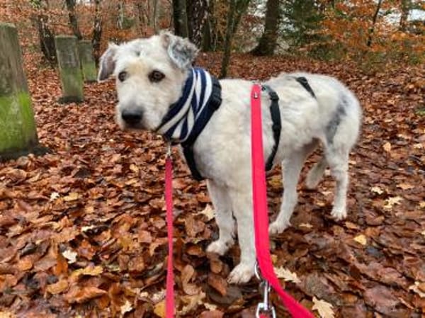 Maja, wie eine große Schneeflocke 🐾