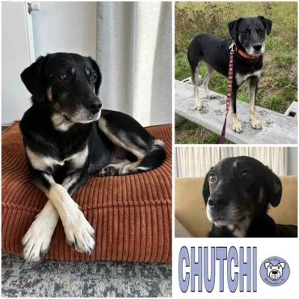 CHUTCHI -liebe, sensible Hündin-