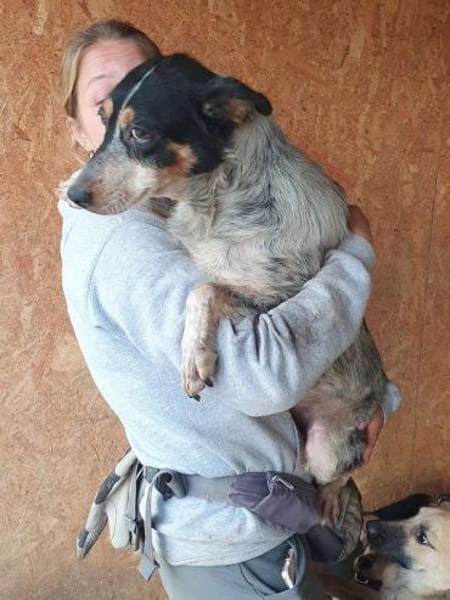 NELE-wunderschöne Hündin, 47 cm