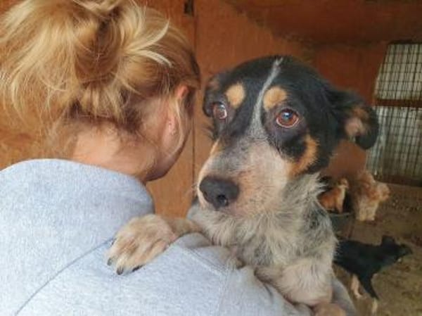 NELE-wunderschöne Hündin, 47 cm