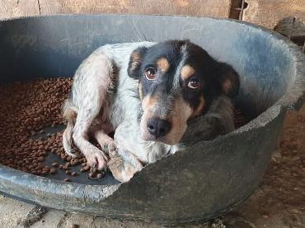 NELE-wunderschöne Hündin, 47 cm