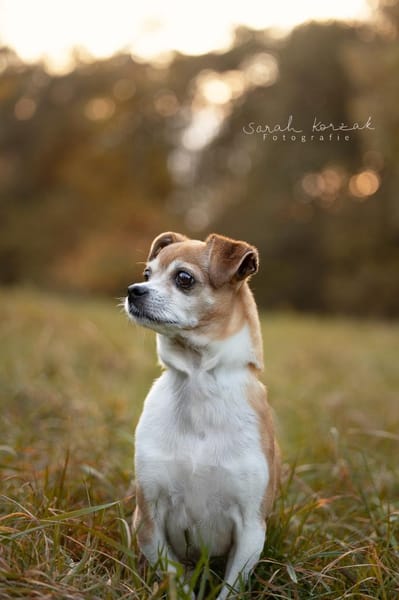 Ozzy sucht sein Zuhause