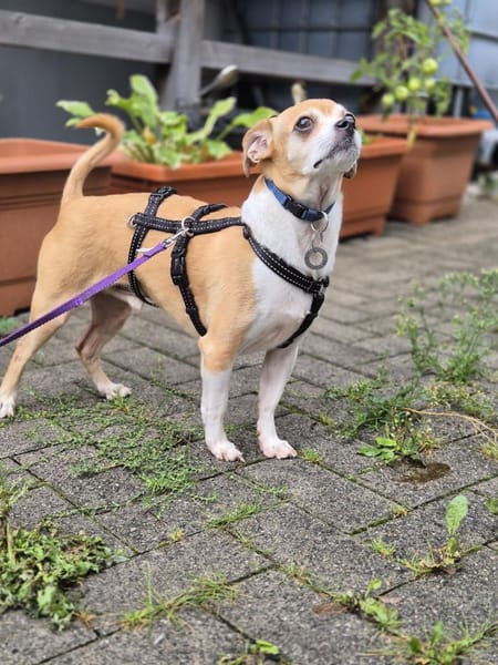 Ozzy sucht sein Zuhause