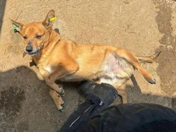 AXEL-menschen bezogener Rüde, 40-45 cm