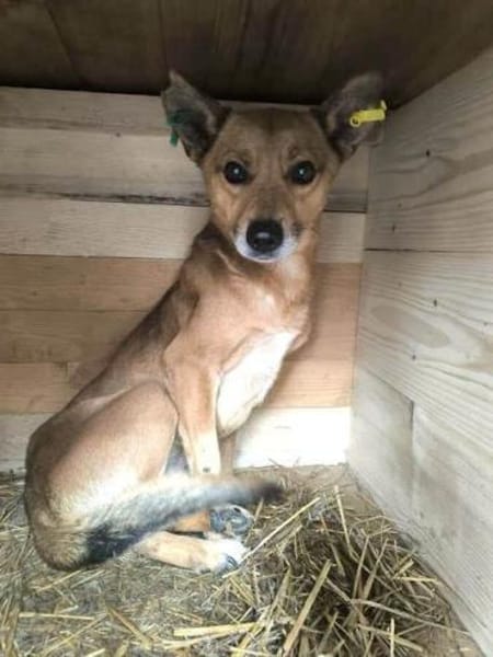 AXEL-menschen bezogener Rüde, 40-45 cm