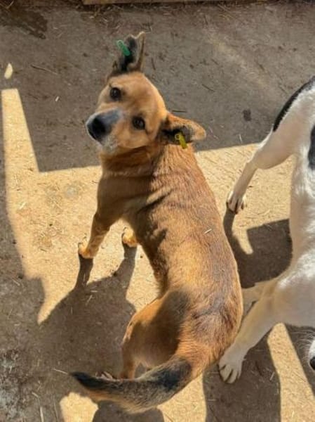 AXEL-menschen bezogener Rüde, 40-45 cm