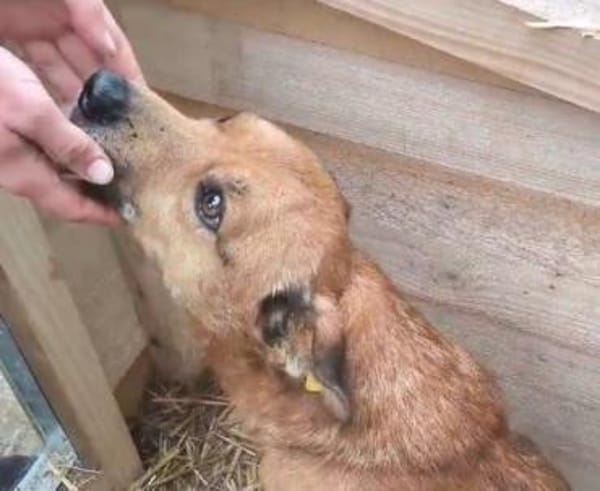 AXEL-menschen bezogener Rüde, 40-45 cm