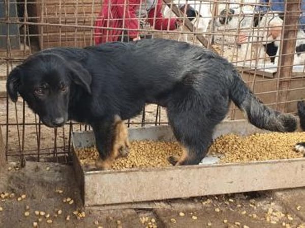 MARIA-zauberhafte Jung-Hündin,39 cm