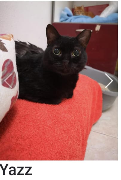 Blinde Yazz - ganz liebe Maus