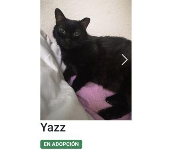 Blinde Yazz - ganz liebe Maus