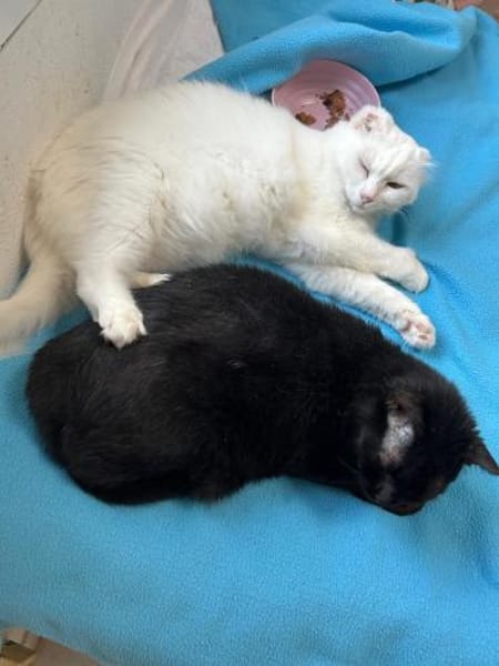 Blinde Yazz - ganz liebe Maus