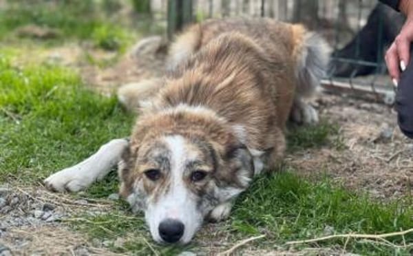 Hübsche Coccinelle sucht Familie