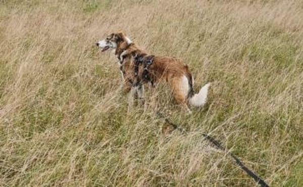 Hübsche Coccinelle sucht Familie