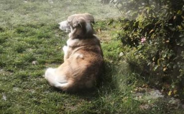 Hübsche Coccinelle sucht Familie