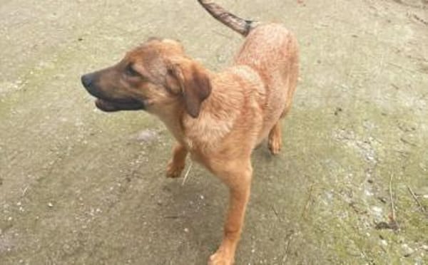 Baikal - neugieriger Hundebub