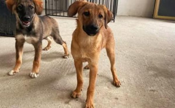 Baikal - neugieriger Hundebub